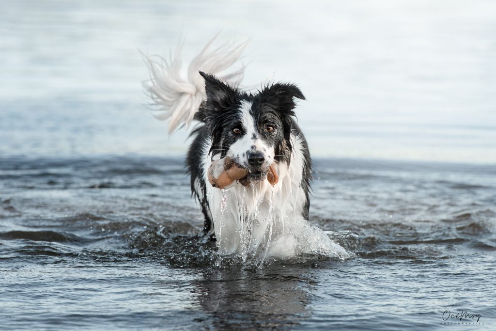 Border collie femelle tricolore 