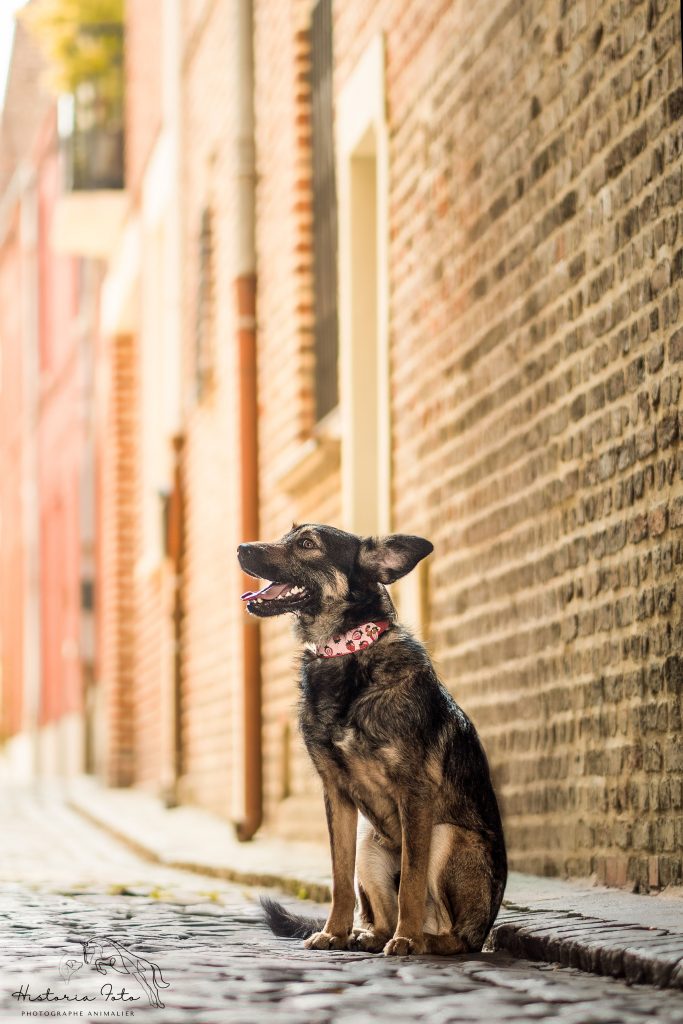 Chien type berger avec collier à fraise