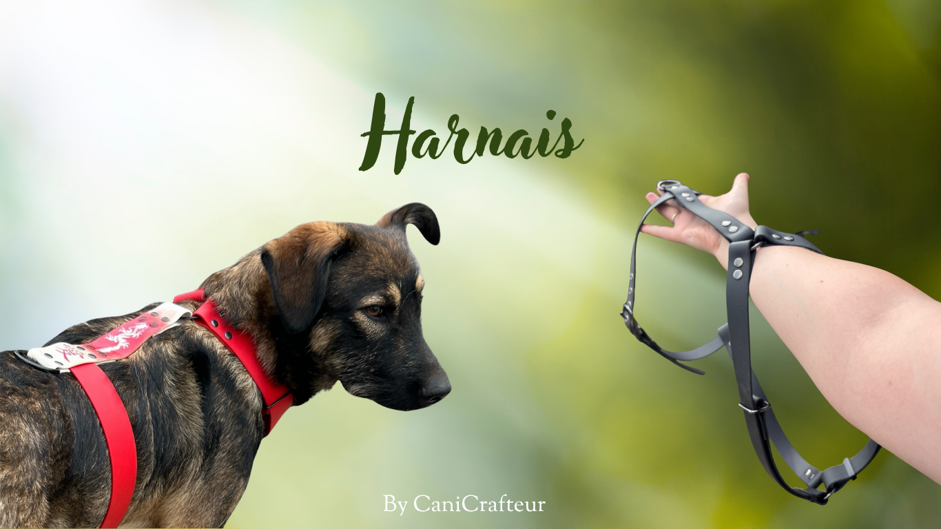 Harnais CaniCrafteur