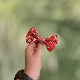 Noeud papillon - Essentiel